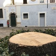 L’abbattimento della quercia: un simbolo per la città e per i romani