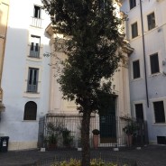 L’impegno della Confraternita nel ridare un nuovo albero a Piazza della Quercia