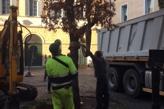 rimozione quercia