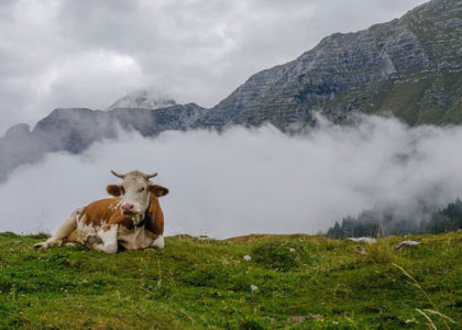 Pezzata Rossa, nasce la prima filiera integrata della carne